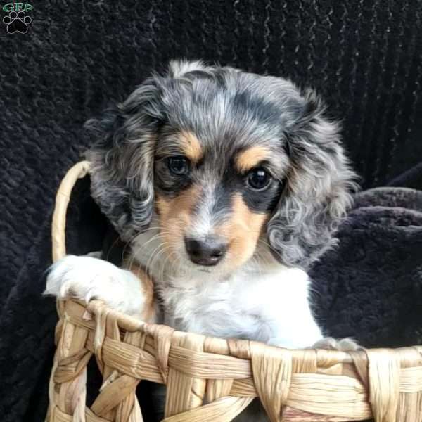 Tinker, Dachshund Puppy
